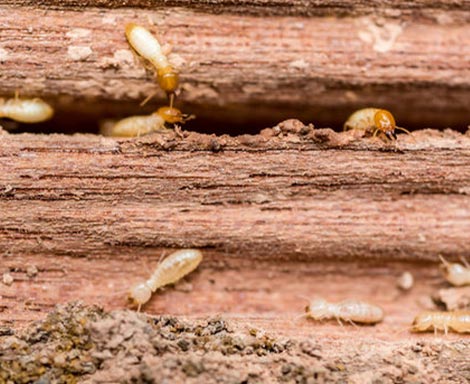 best pest control services in kannur, best pest control services in kannur,payannur, top pest control services in kannur, pest control services in kannur,payannur