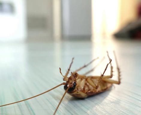 best pest control services in kannur, best pest control services in kannur,payannur, top pest control services in kannur, pest control services in kannur,payannur