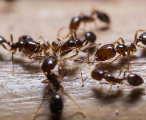 best pest control services in kannur, best pest control services in kannur,payannur, top pest control services in kannur, pest control services in kannur,payannur