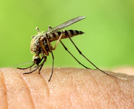 best pest control services in kannur, best pest control services in kannur,payannur, top pest control services in kannur, pest control services in kannur,payannur