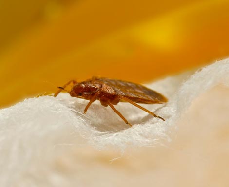 best pest control services in kannur, best pest control services in kannur,payannur, top pest control services in kannur, pest control services in kannur,payannur