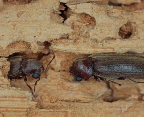 best pest control services in kannur, best pest control services in kannur,payannur, top pest control services in kannur, pest control services in kannur,payannur